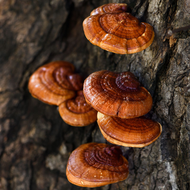 Reishi Extract