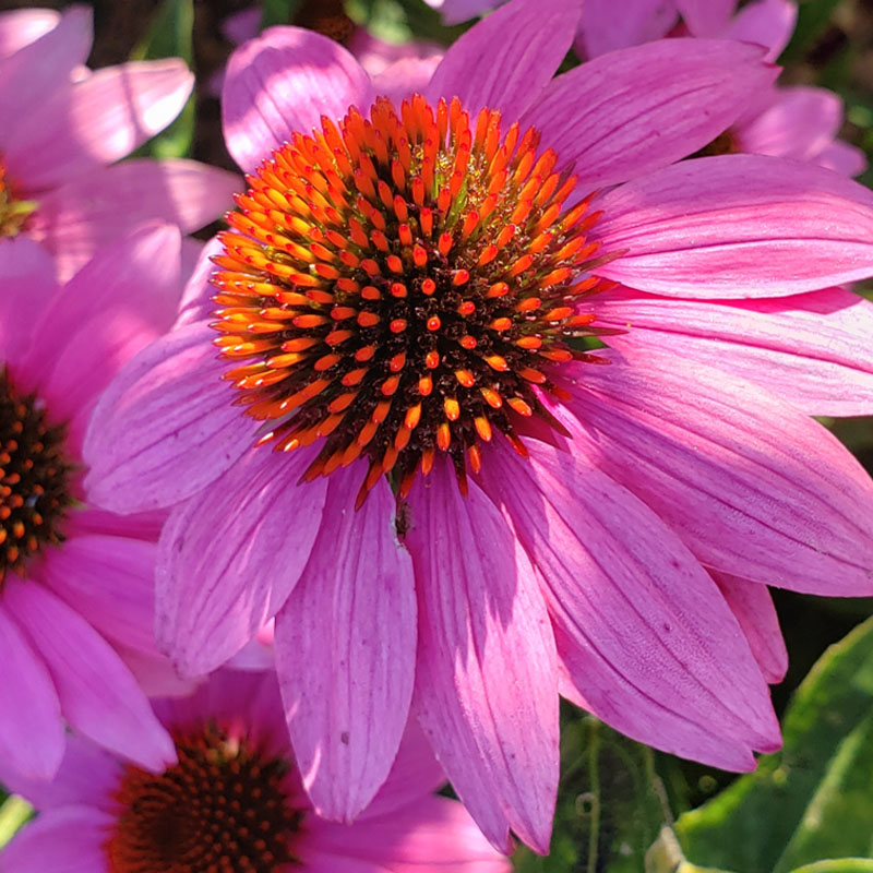 Echinacea Purpurea Extract 