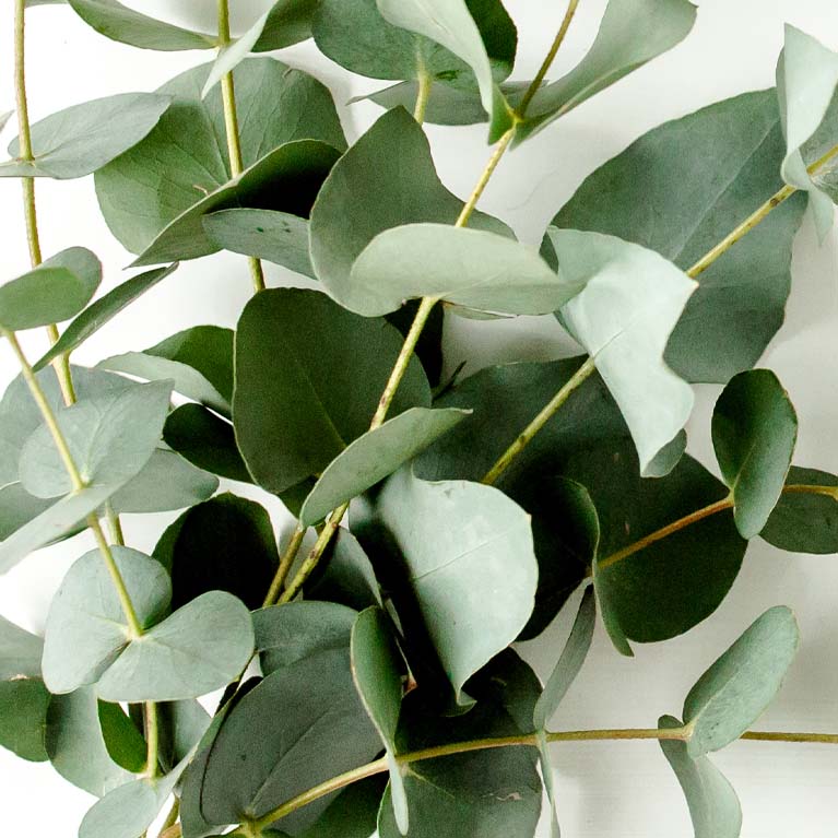 Eucalyptus