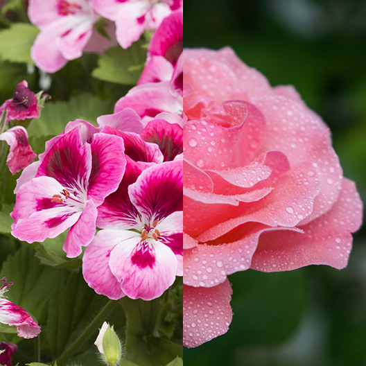 Geranium & Rose Essential Oil Blend 