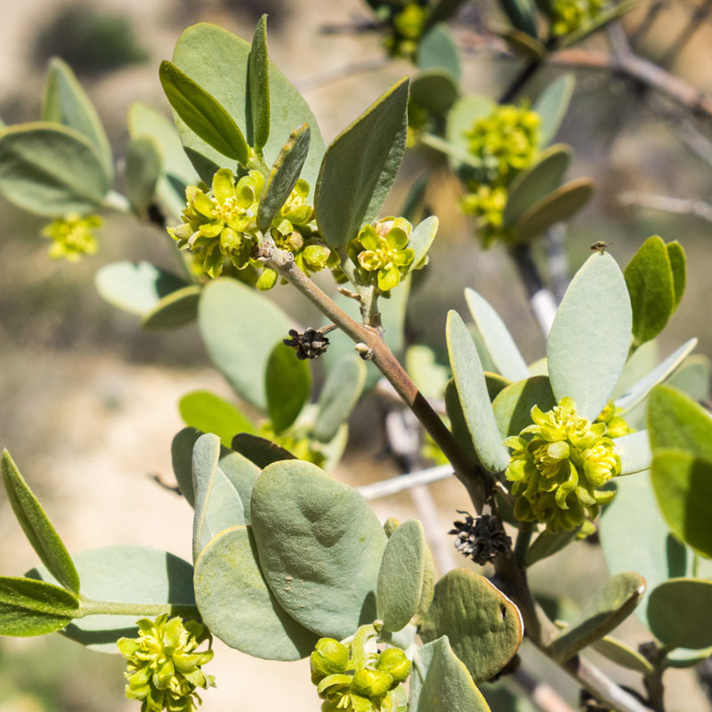 Jojoba Oil 