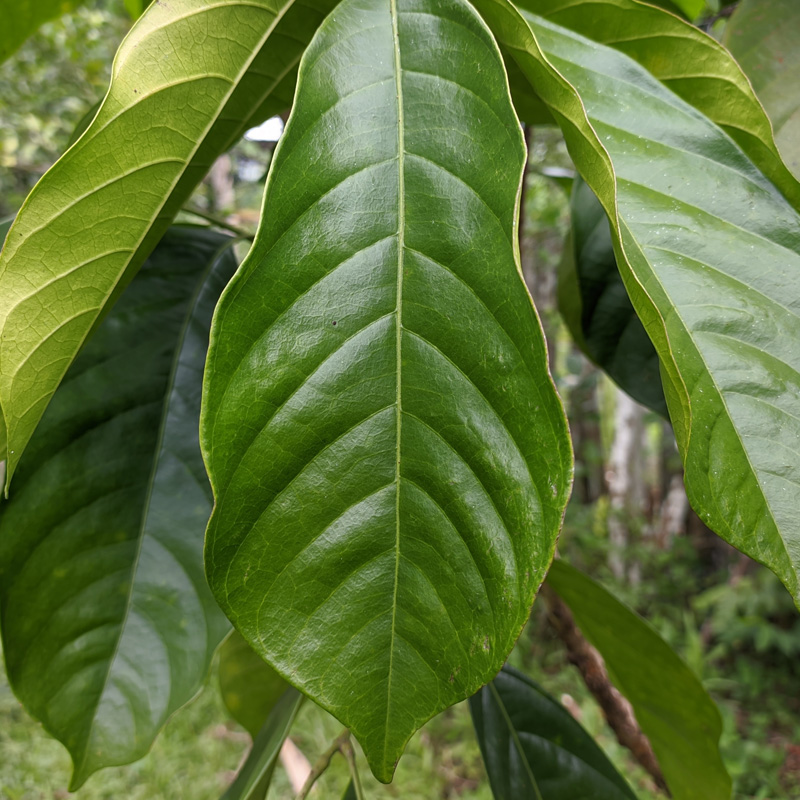 Extrait de Feuilles de Langsat