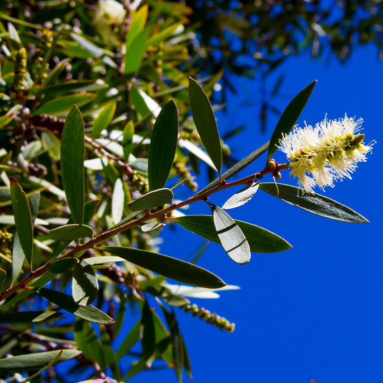 Niaouli Leaf