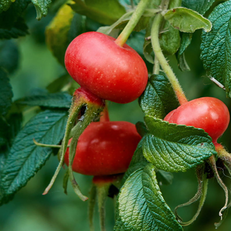 Nordic Rosehip Extract