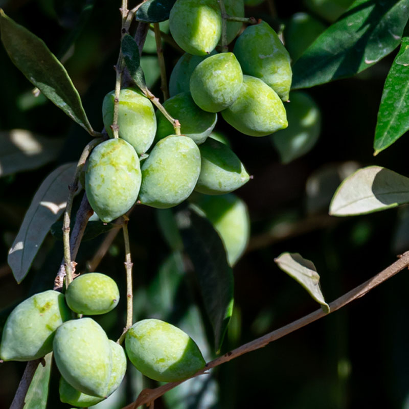 Olive Leaf Extract 
