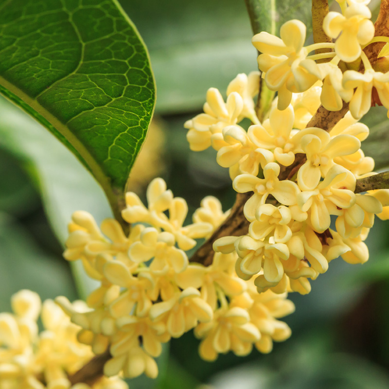 Osmanthus-Blütenextrakt