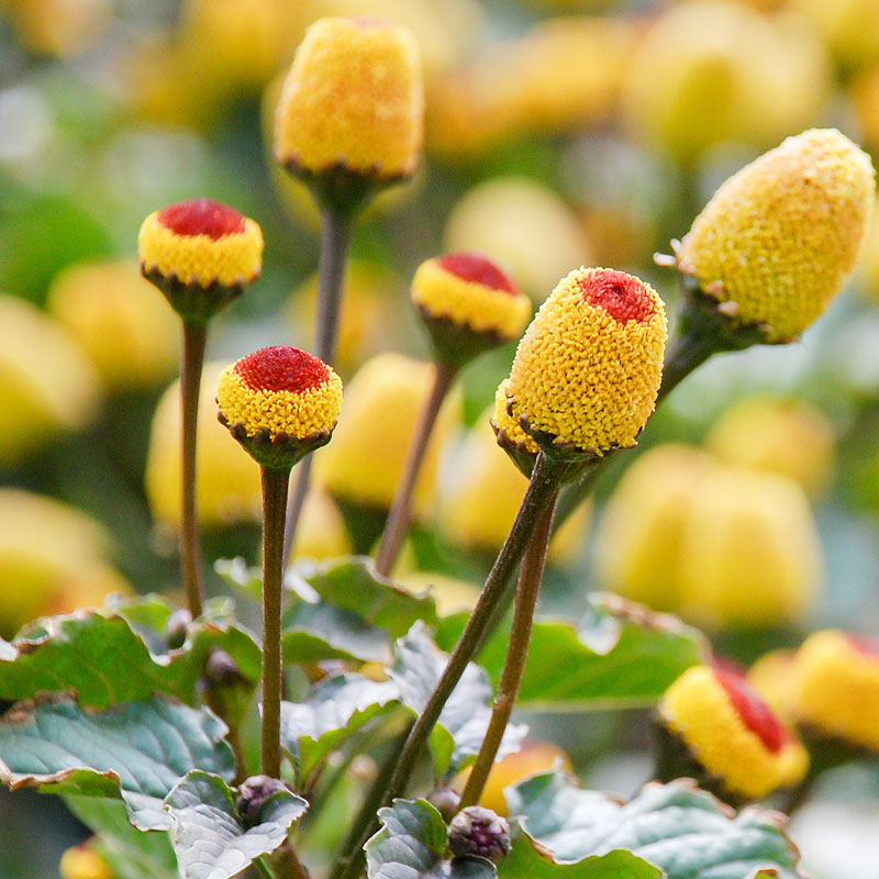 Spilanthes Acmella Flower Extract 
